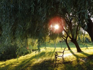 Buócz Annamária,Milleniumi park N E M